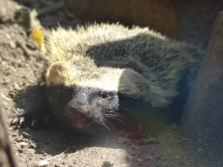 a animal that is laying down on the ground