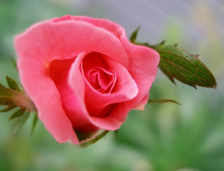 a close up s of a pink rose