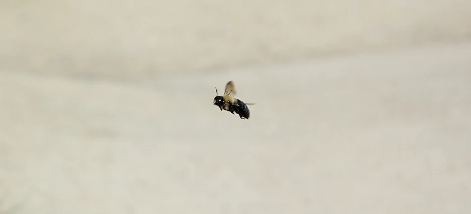 a bee flies in the sky against a background