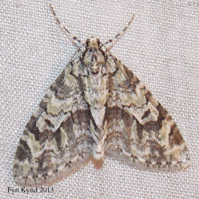 a brown and white moth is sitting on a white cloth