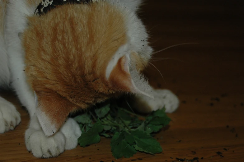 an orange and white cat eating from a pile of greens