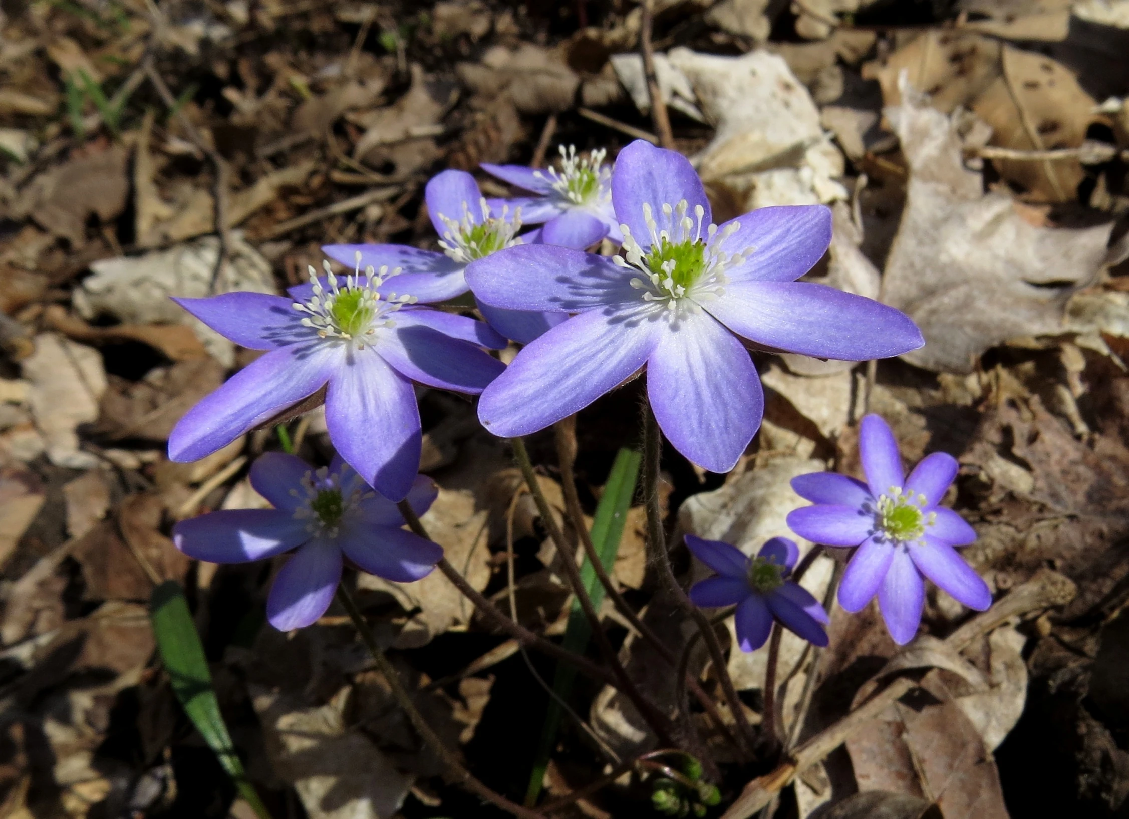 several purple flowers blooming in the sun in the fall