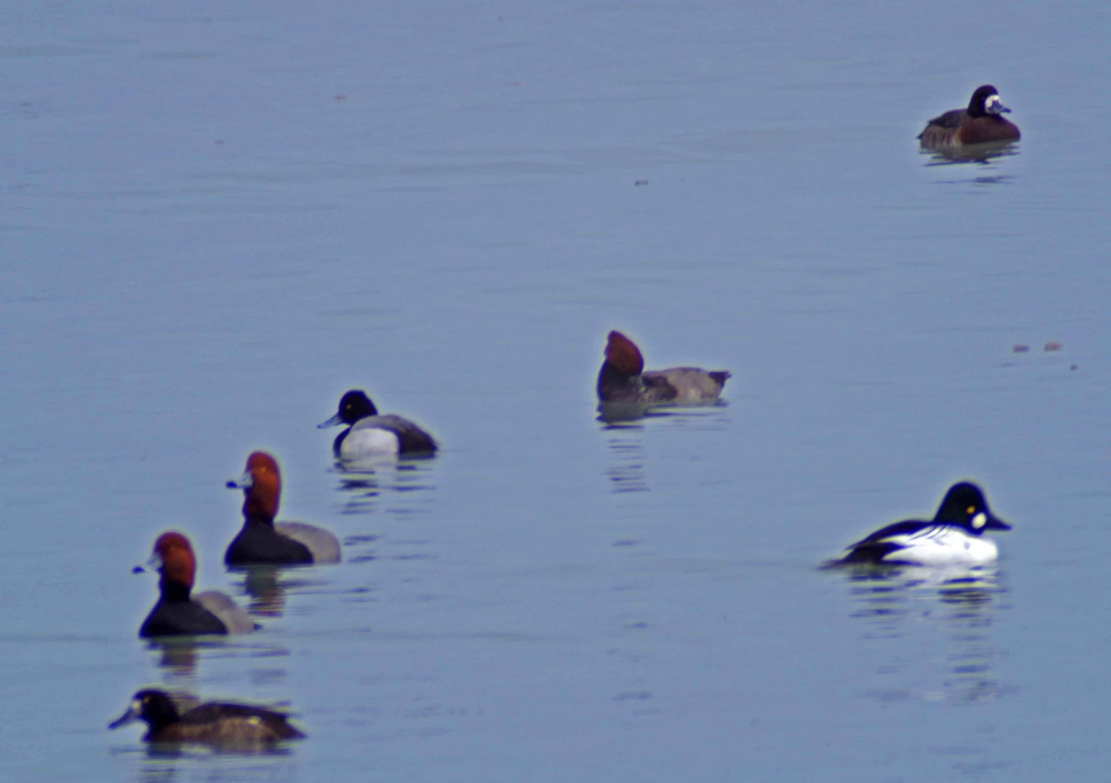 several ducks in a body of water with blue water