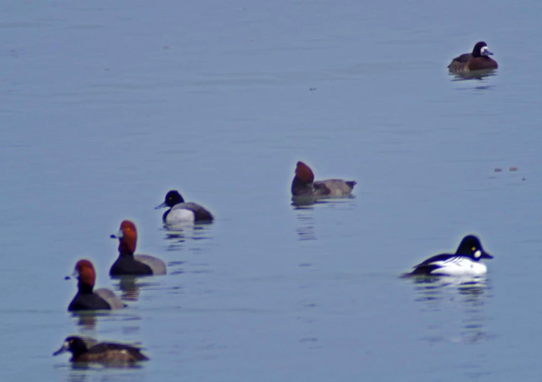 several ducks in a body of water with blue water