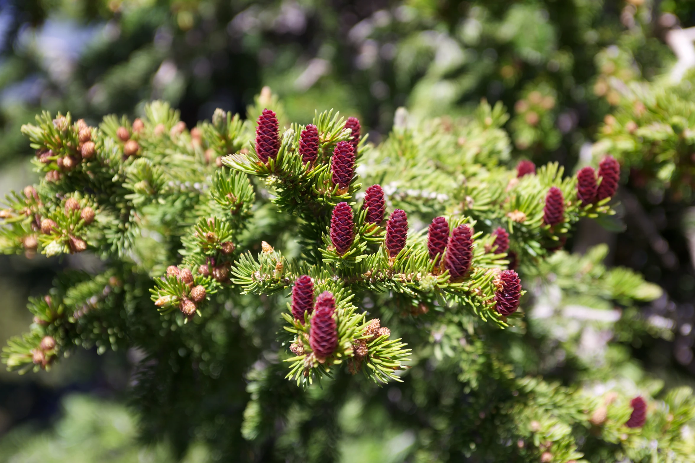 there is a bunch of red flowers growing on a tree