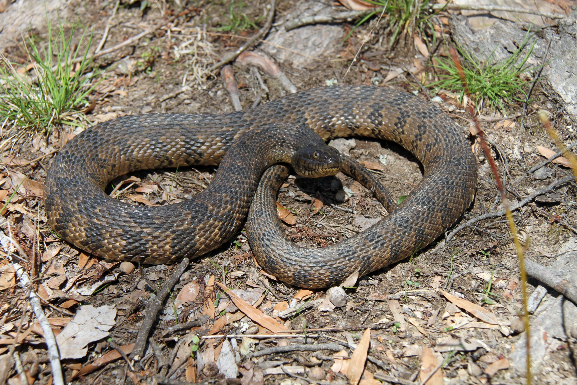 an animal that is laying down in the dirt