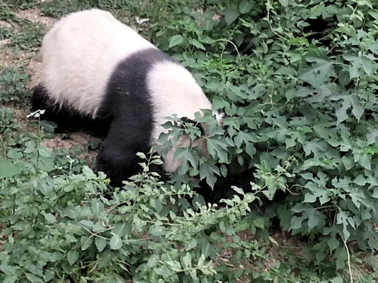 a large panda bear sitting in a grassy area