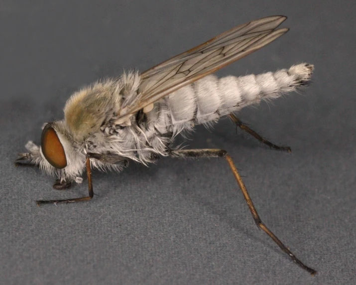 a small white insect with yellow and brown eyes