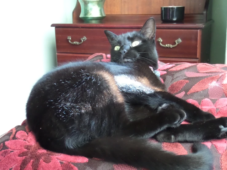 a black cat is laying on a comforter