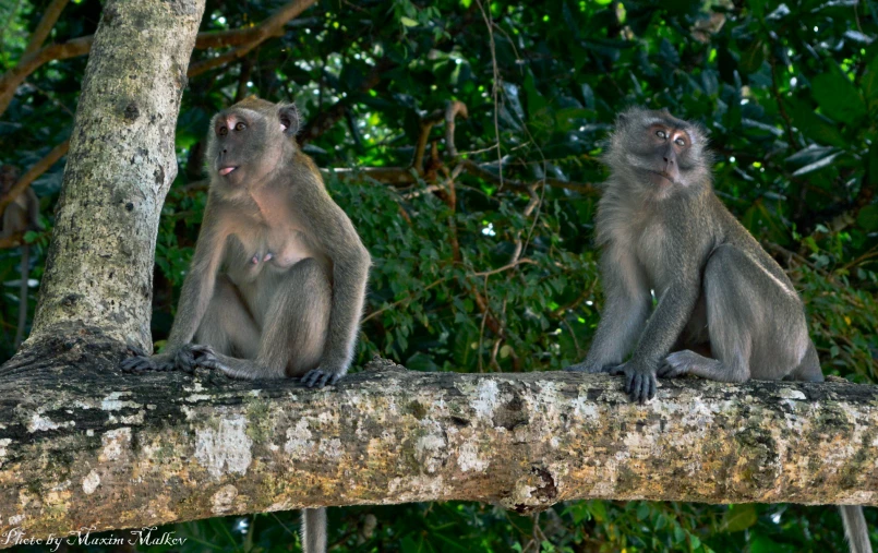 two monkeys sitting in front of tree trunk