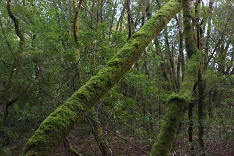 a mossy tree with a stuffed bear toy on it
