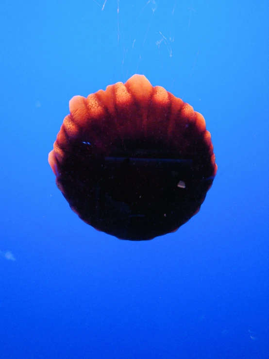 a close up po of a jellyfish against a blue sky