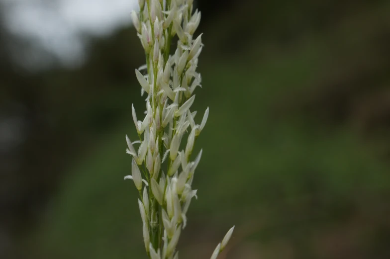 a close up s of some sort of plant