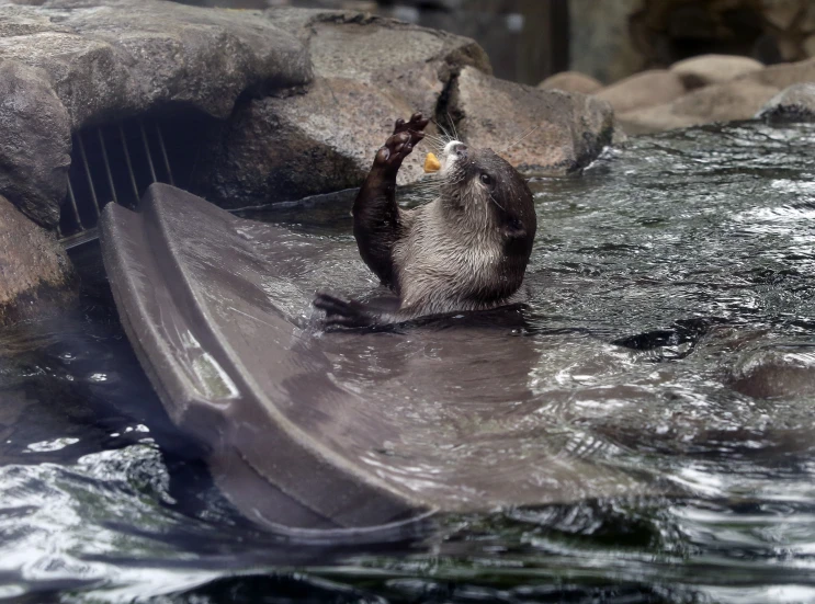 an otter plays in the water of its enclosure