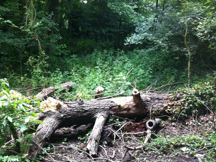 a very big log that is laying in the dirt