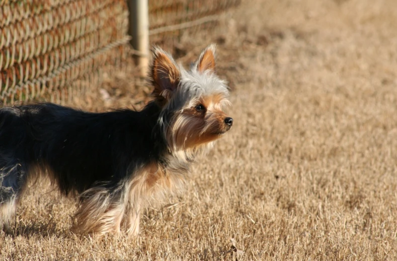 a small dog is walking down a grassy path