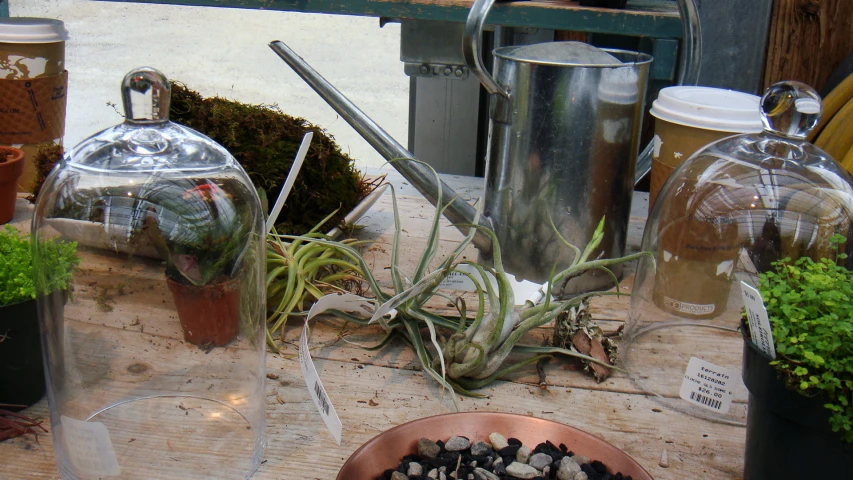 a variety of plant's and plants under glass covered cloches