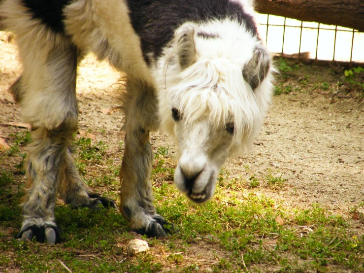 a small donkey with some long coat on standing on the grass