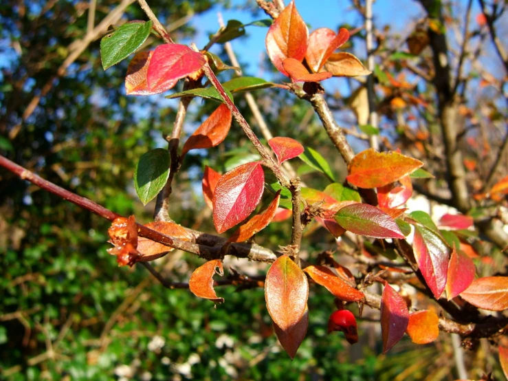 a close up of small leaves on a tree