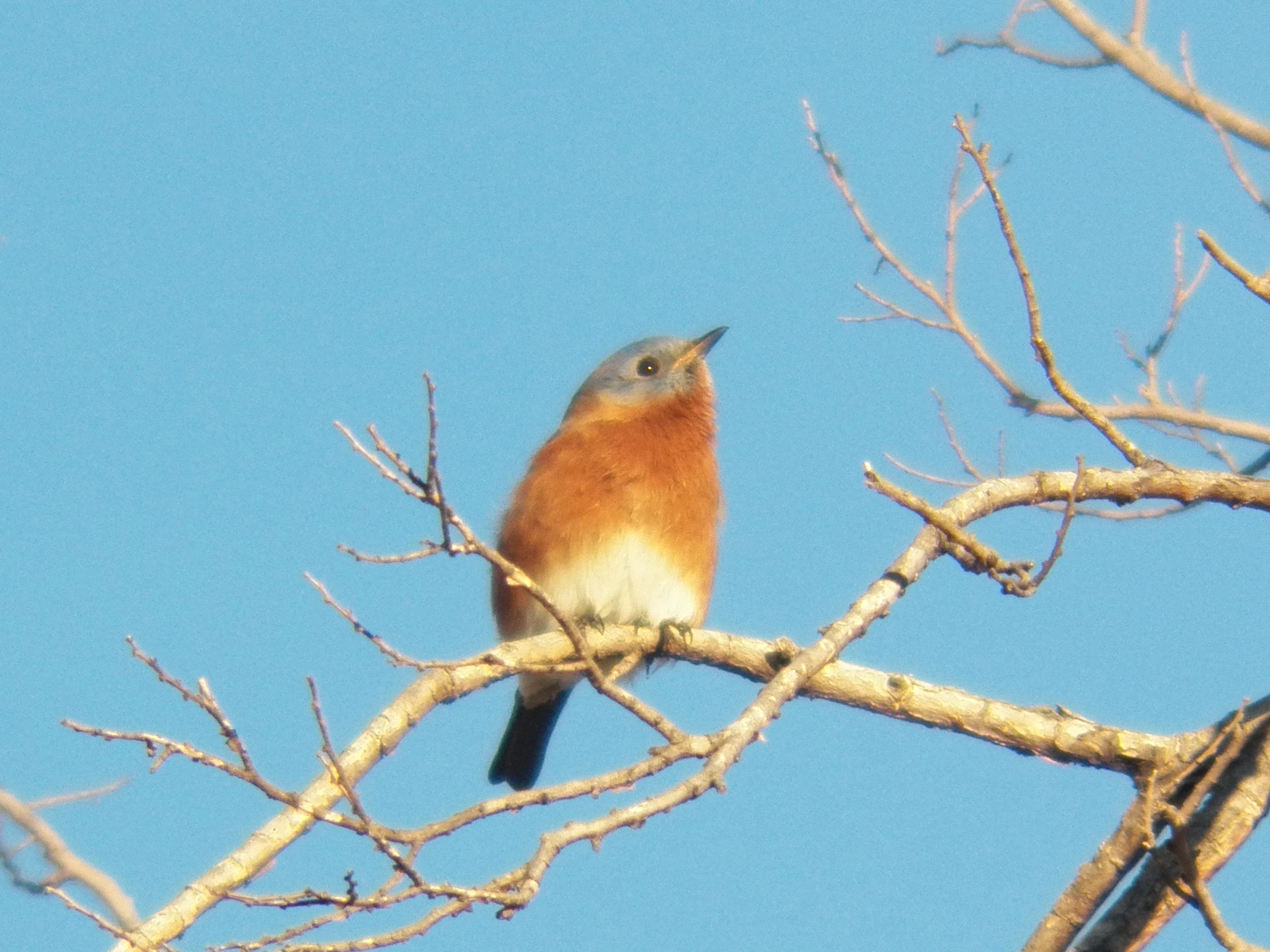 the small bird is perched on the limb of a tree