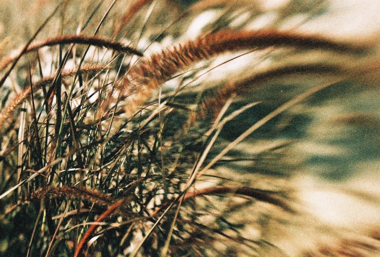 a blurred po of brown grass with a blue sky in the background