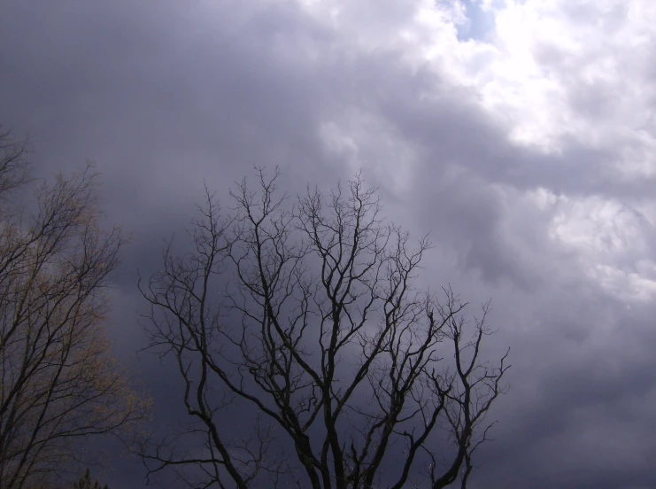 tree nches are starting to sprout, with gray and dark clouds in the background