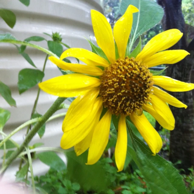 a close up view of a yellow flower by a building