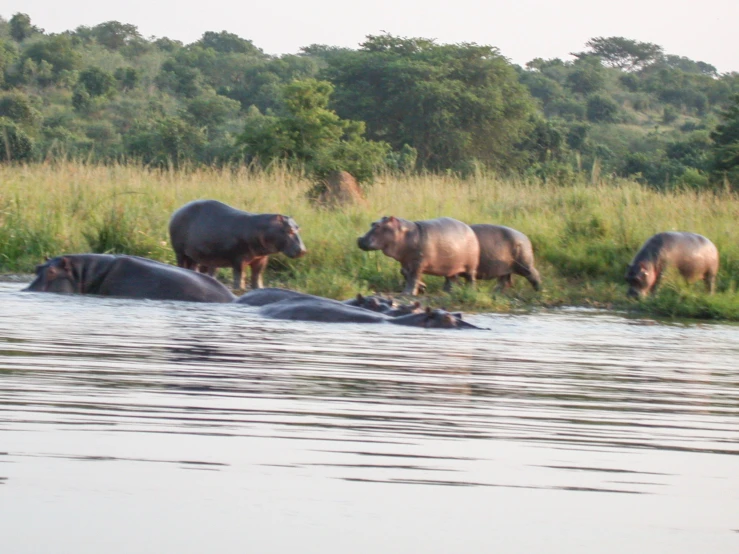 hippos gather near water to drink