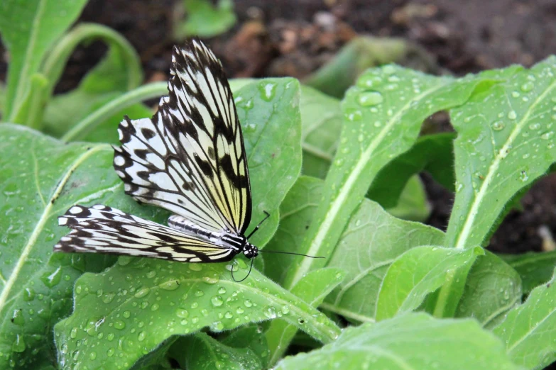 a large erfly sitting on the green leaves