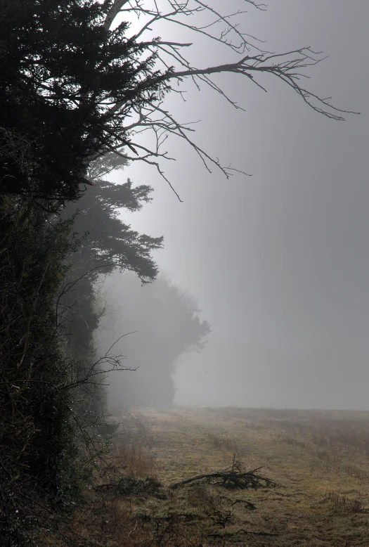 two cows walking through the fog in an open field