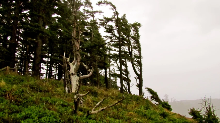 trees growing on the hillside in the rain