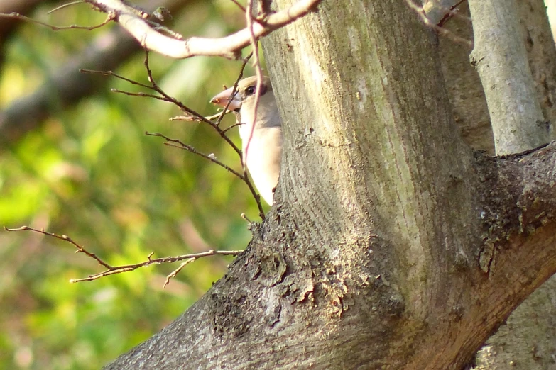 a bird perched on the side of a tree nch