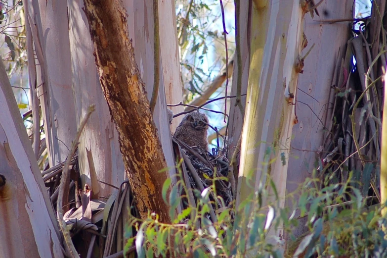 an owl is perched in the middle of a large tree