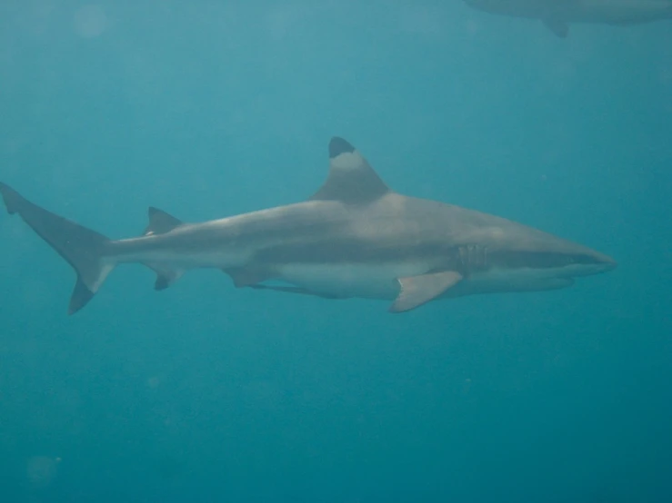 two great white sharks swim in clear waters