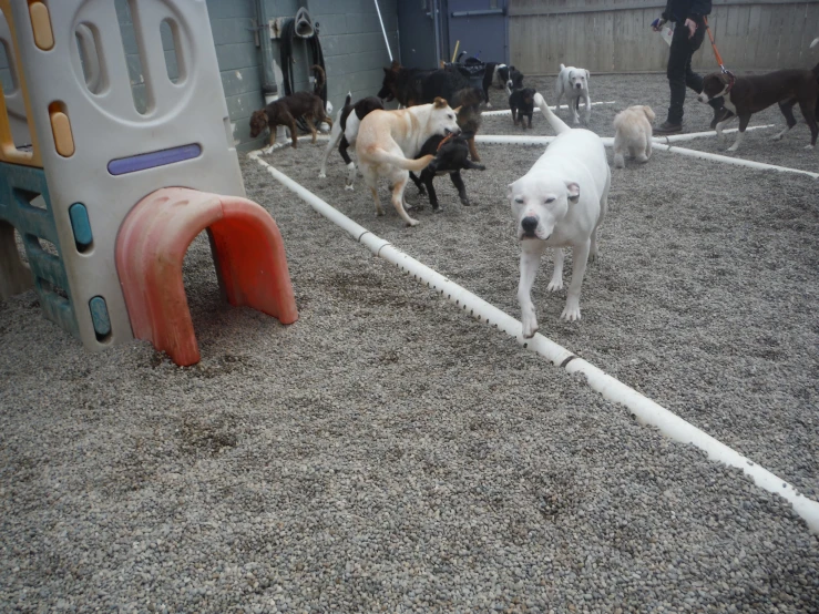 a dog park with lots of different dogs on the ground