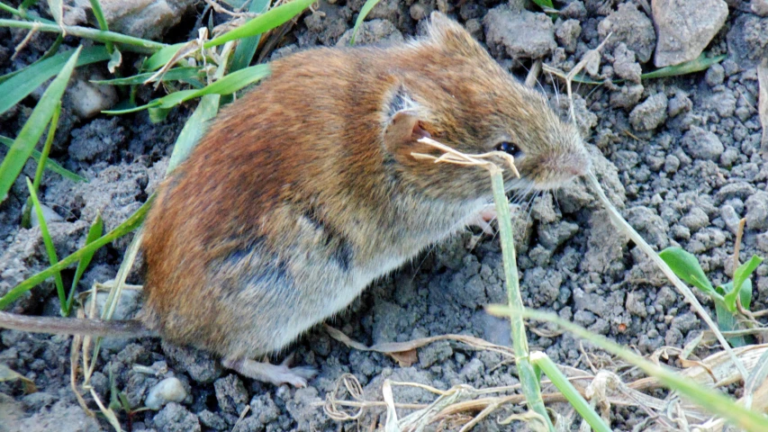 the ground mouse is digging for food in the yard