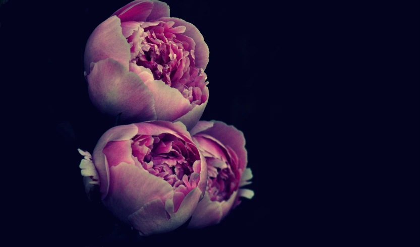 two large flowers on a black background, with only one bud missing