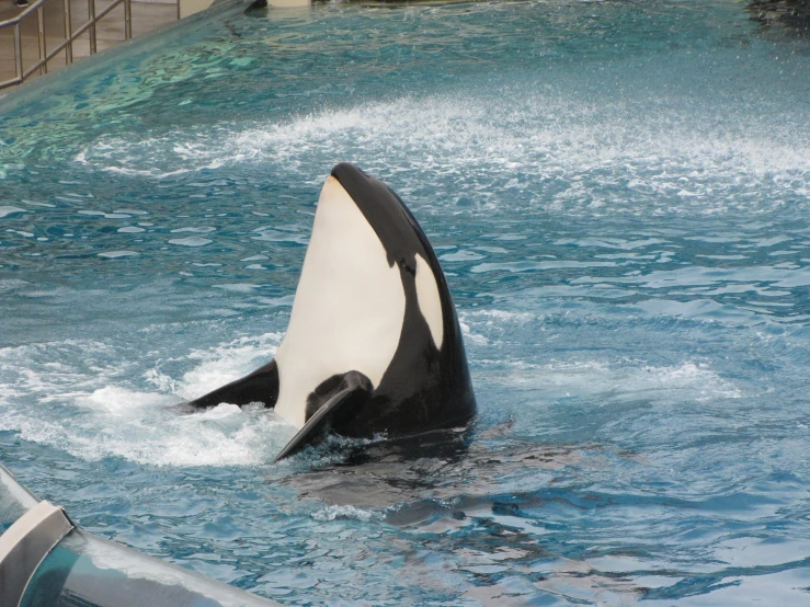 an orca whale swimming on its side with another animal