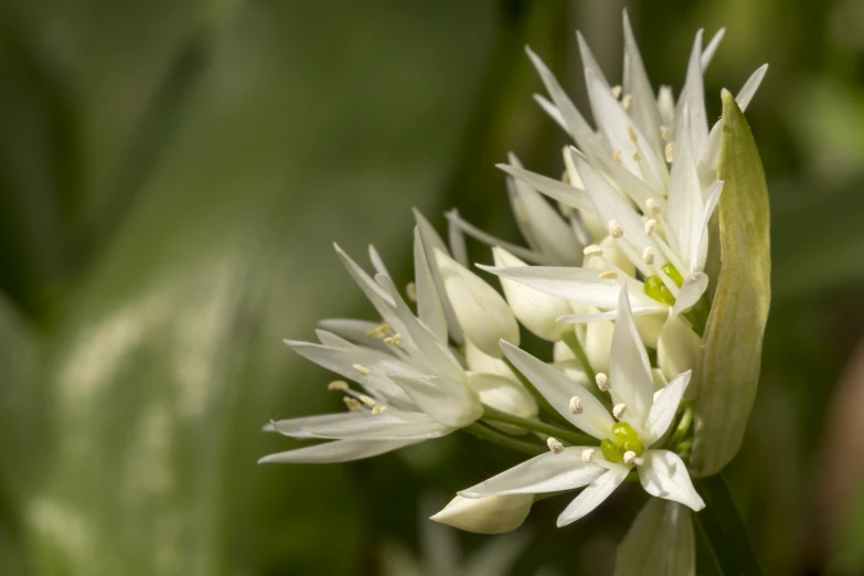 white flowers blossom in the springtime sun