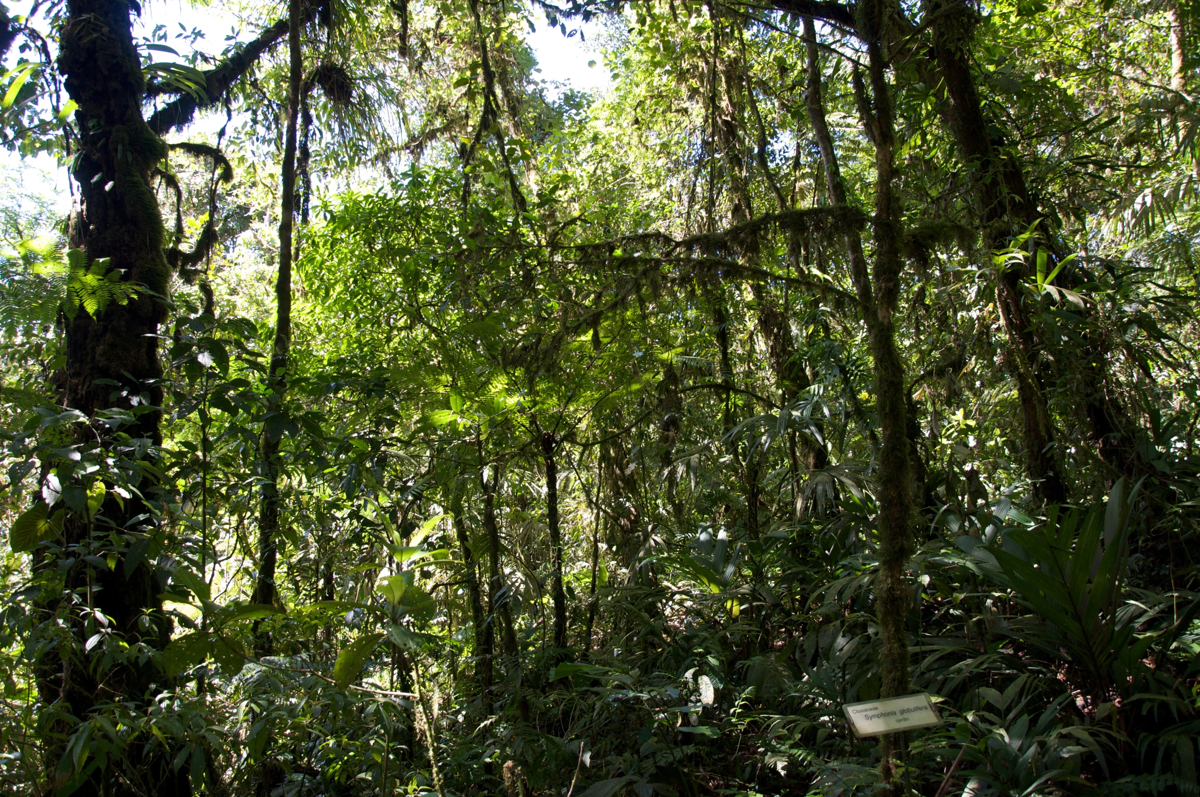 a green forest filled with lots of trees