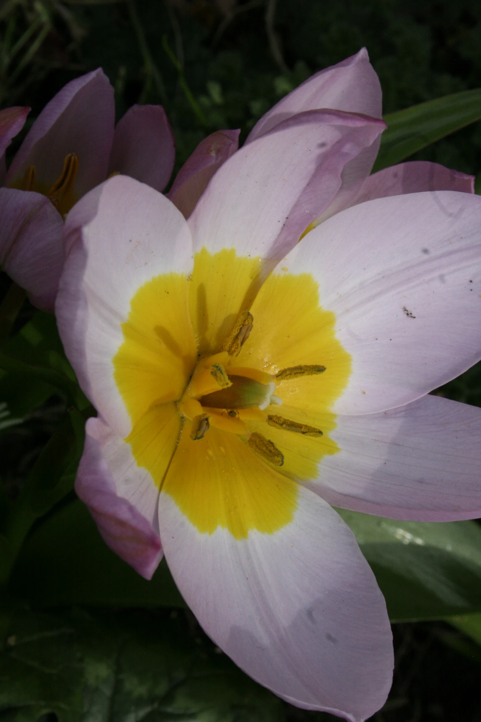 a close up image of a very pretty flower