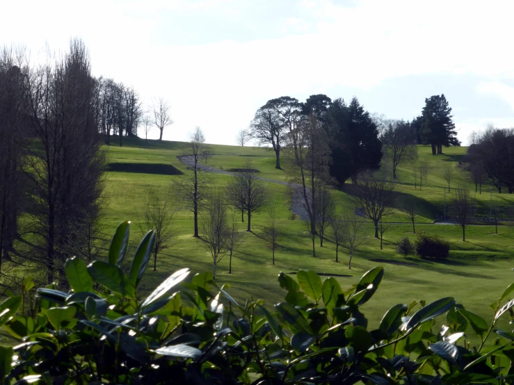 a hillside covered with lots of lush green grass