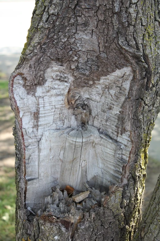 this is a picture of a tree trunk that has been altered