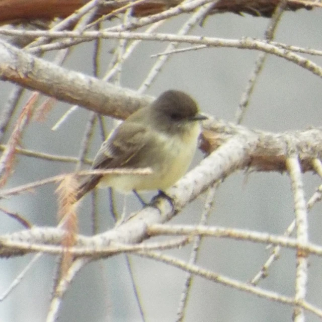 small brown bird perched on nches next to a tree