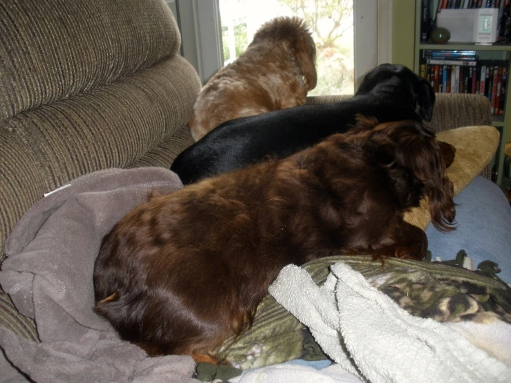 two dogs sitting on a couch with a blanket