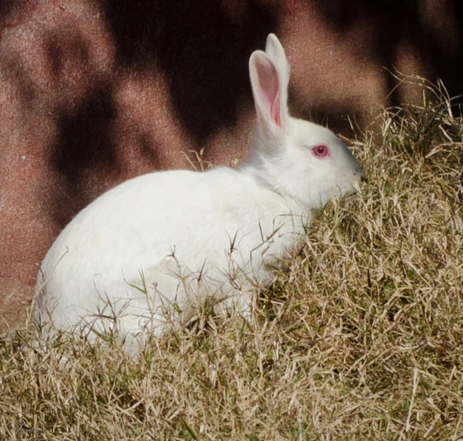 a bunny is laying on a grassy patch