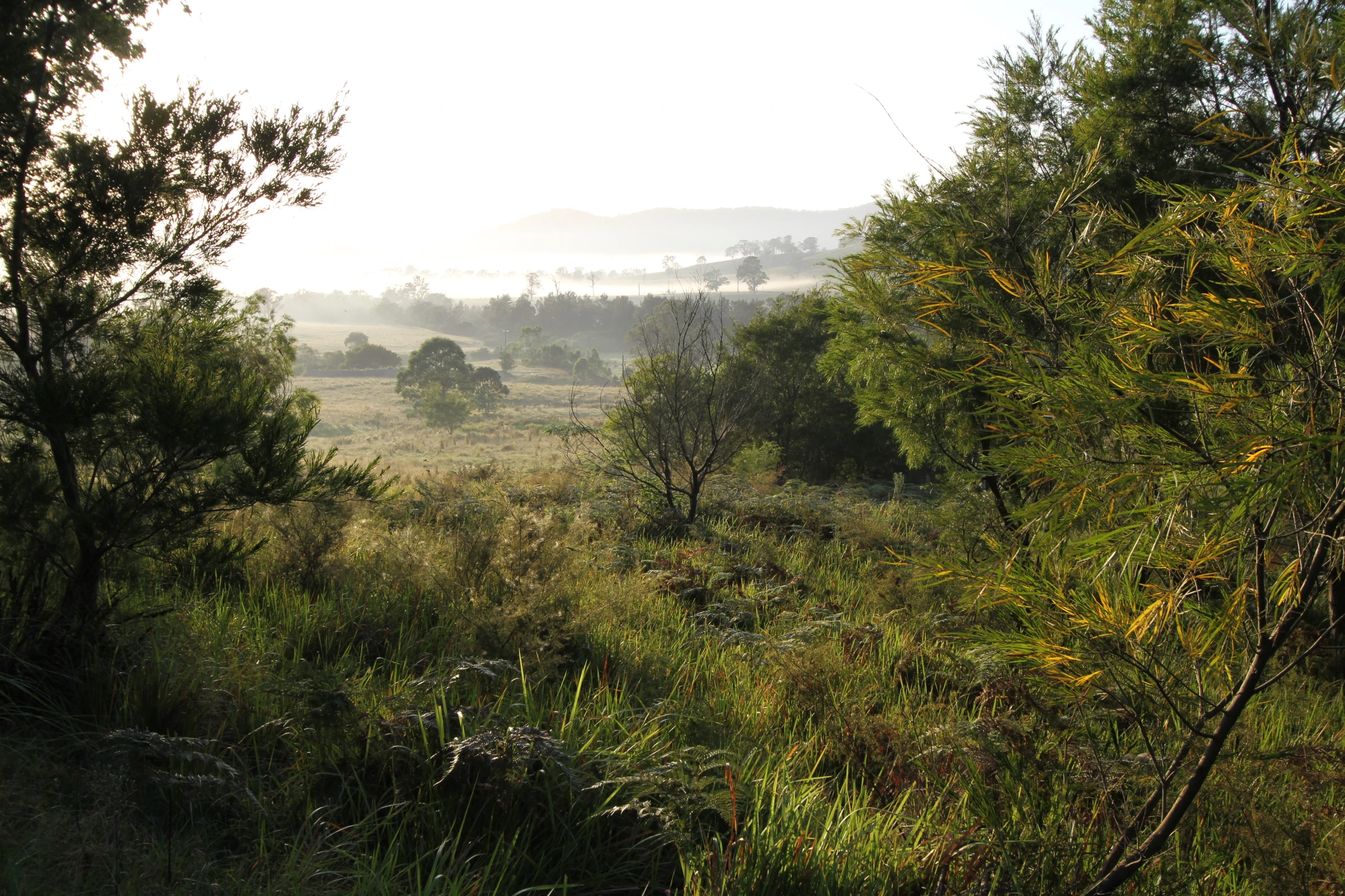 the view from inside a forest area shows several hills