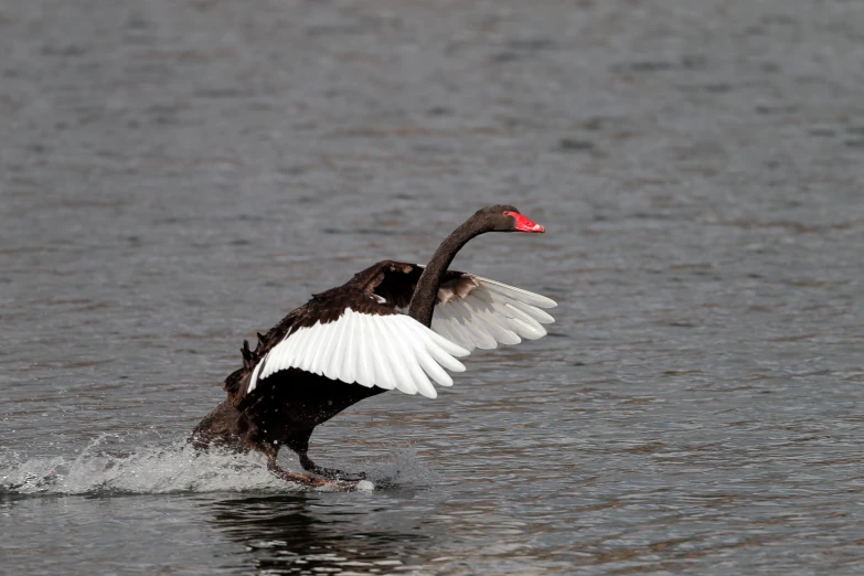 a goose with its wings outstretched flying over water