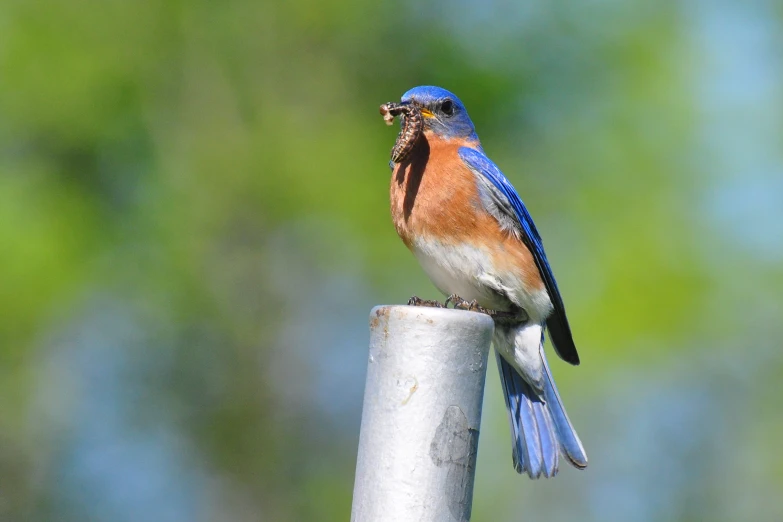 the colorful bird sits on top of the wooden pole