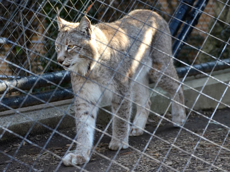 a big furry cat looking at soing behind a fence